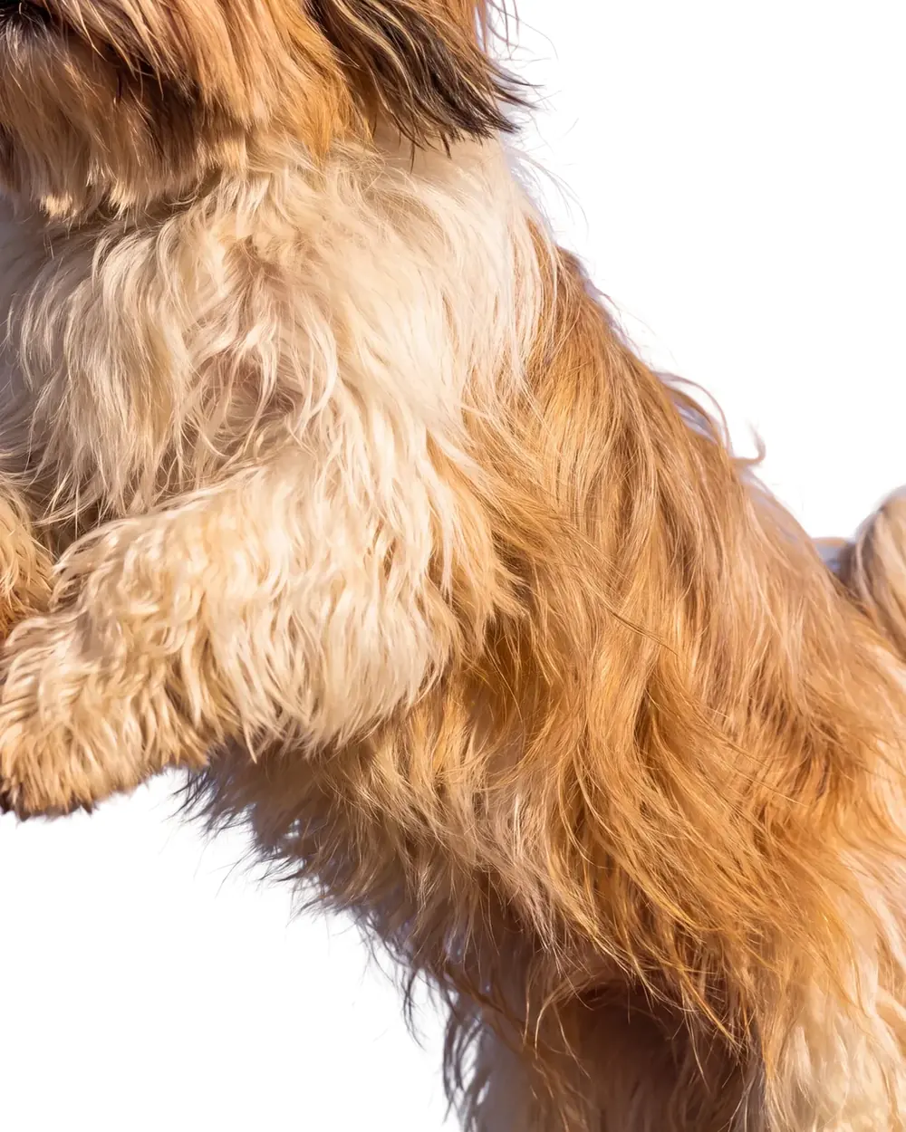 Wuffes homepage image, from wuffes.com, captured Oct 30 ’26